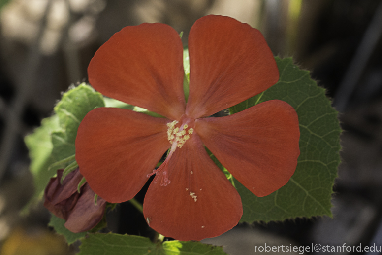 red flower